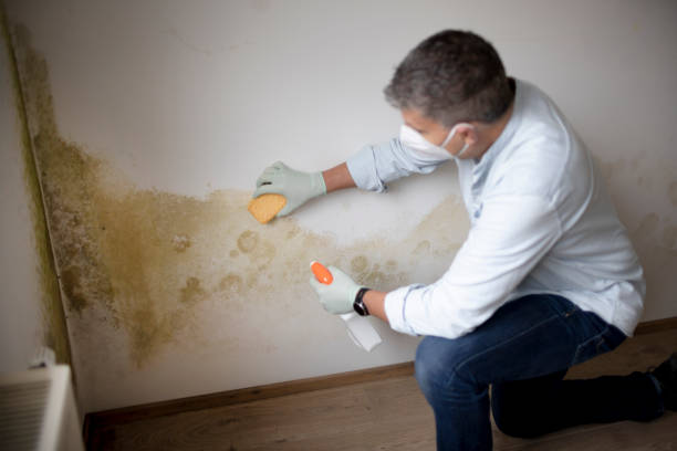 Best Mold Documentation for Insurance Claims  in Holbrook, AZ