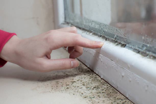 Forensic Mold Investigation in Holbrook, AZ